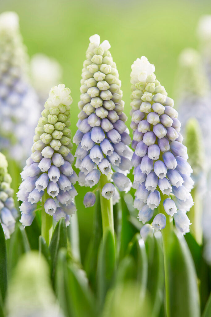 Muscari Julia