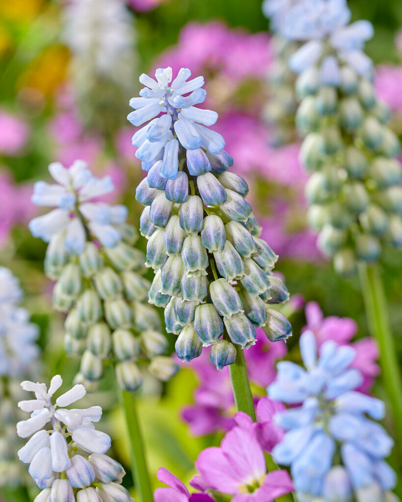 Muscari Misty Morning