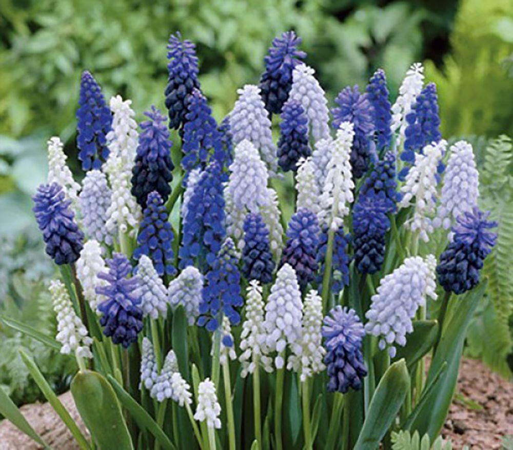 muscari mix