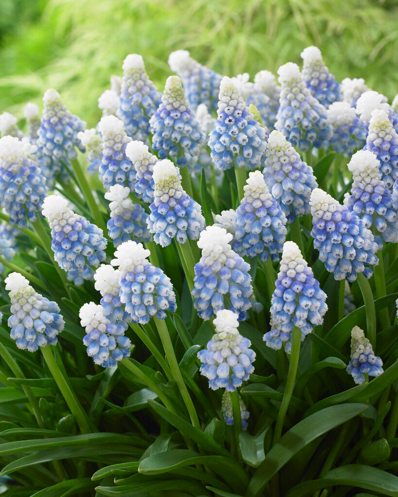 muscari mountain lady