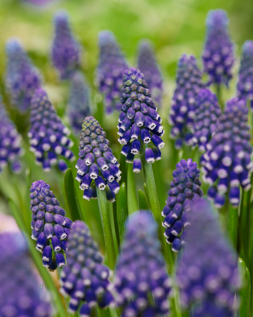 Muscari Night Eyes