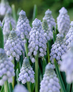 muscari valerie finnis