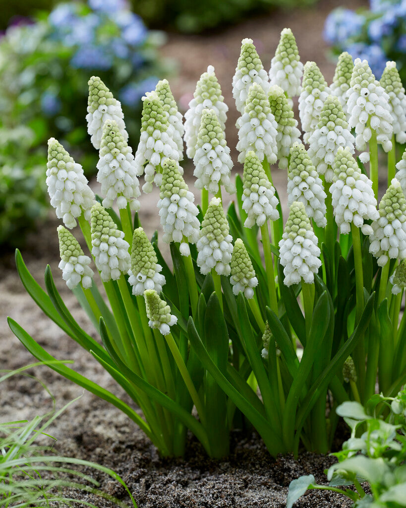 muscari white pearl