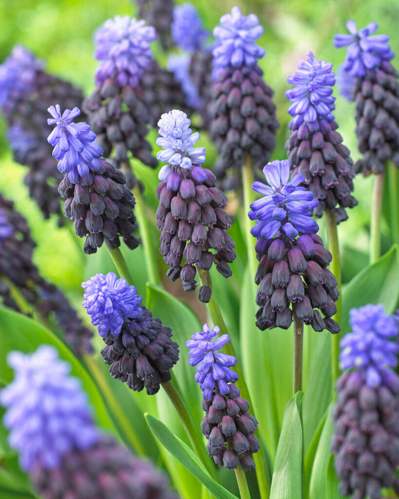 Muscari Latifolium