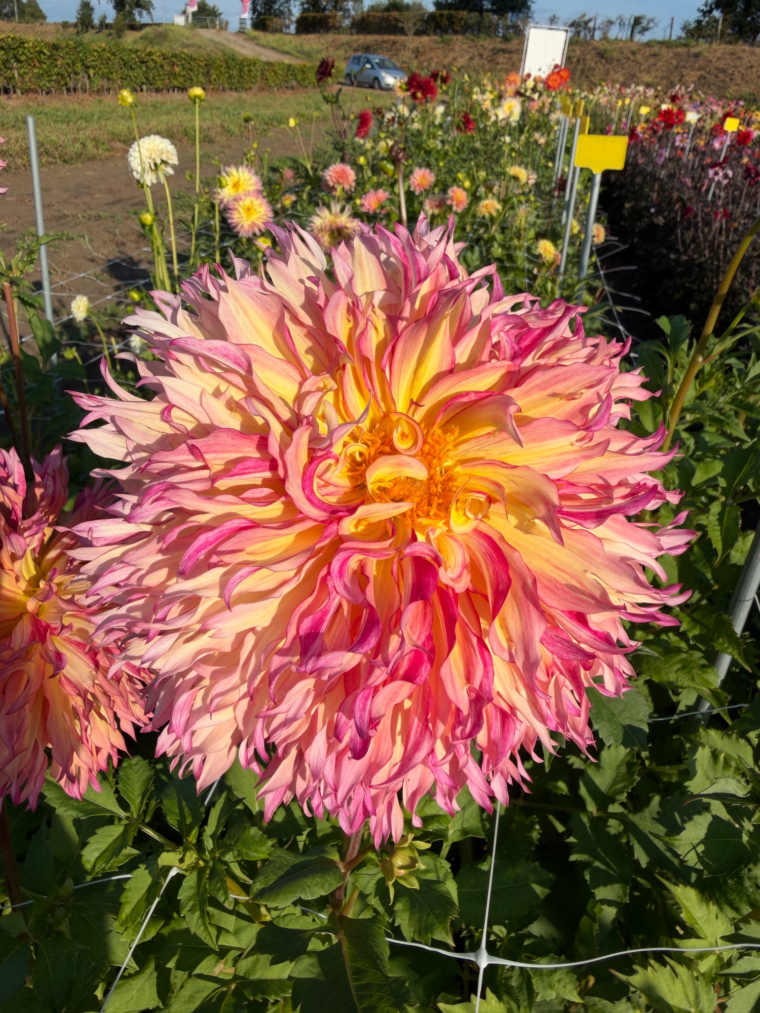 Dahlia Myrtle's Folly