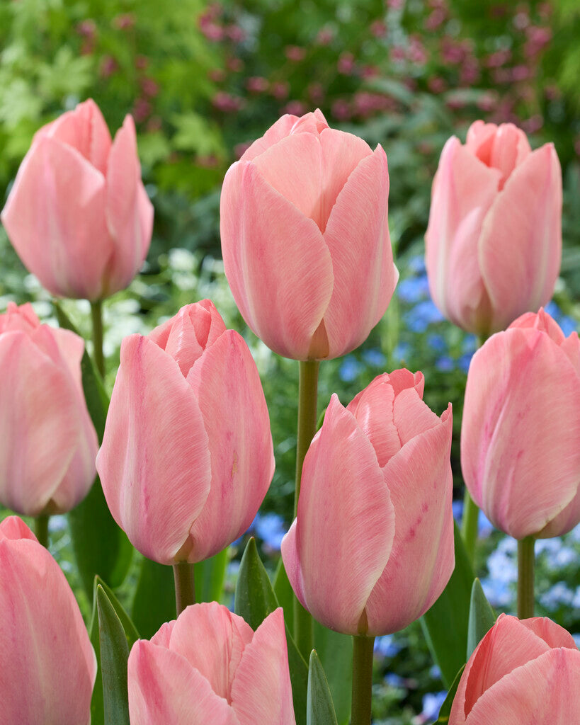 Tulipa Mystic by Eijk