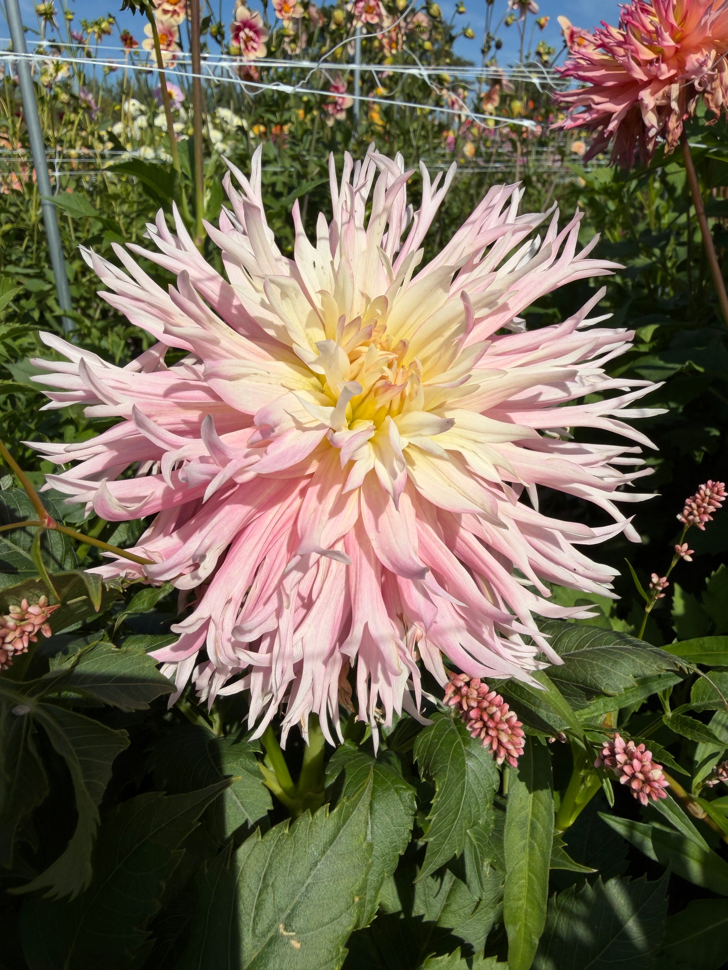 Dahlia Nadia Ruth