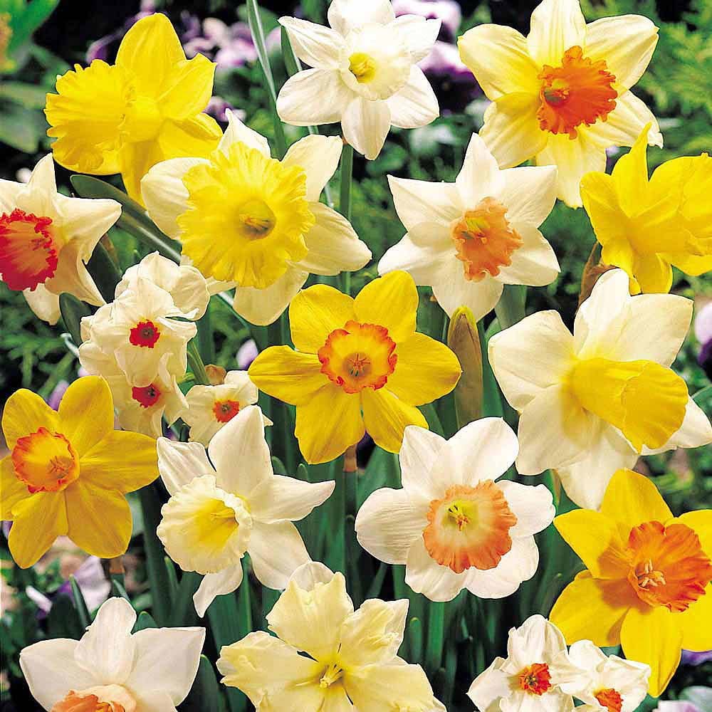 Narcissus Large Crown Mix