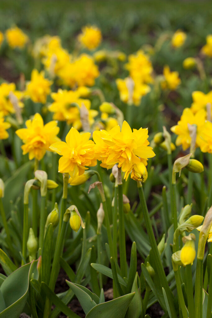 narcis tete boucle