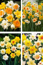 Narcissen mixen pakket