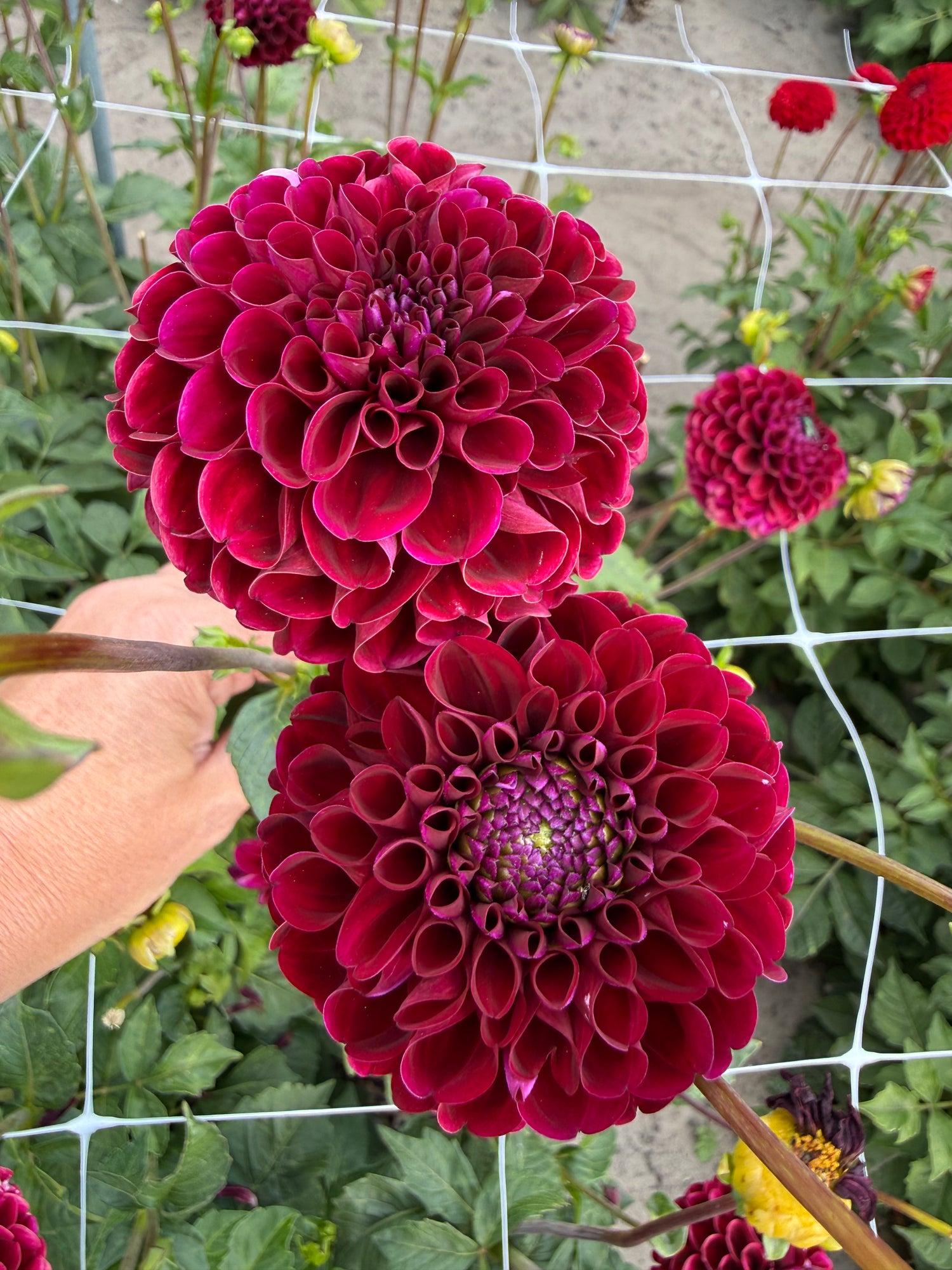Dahlia Natal