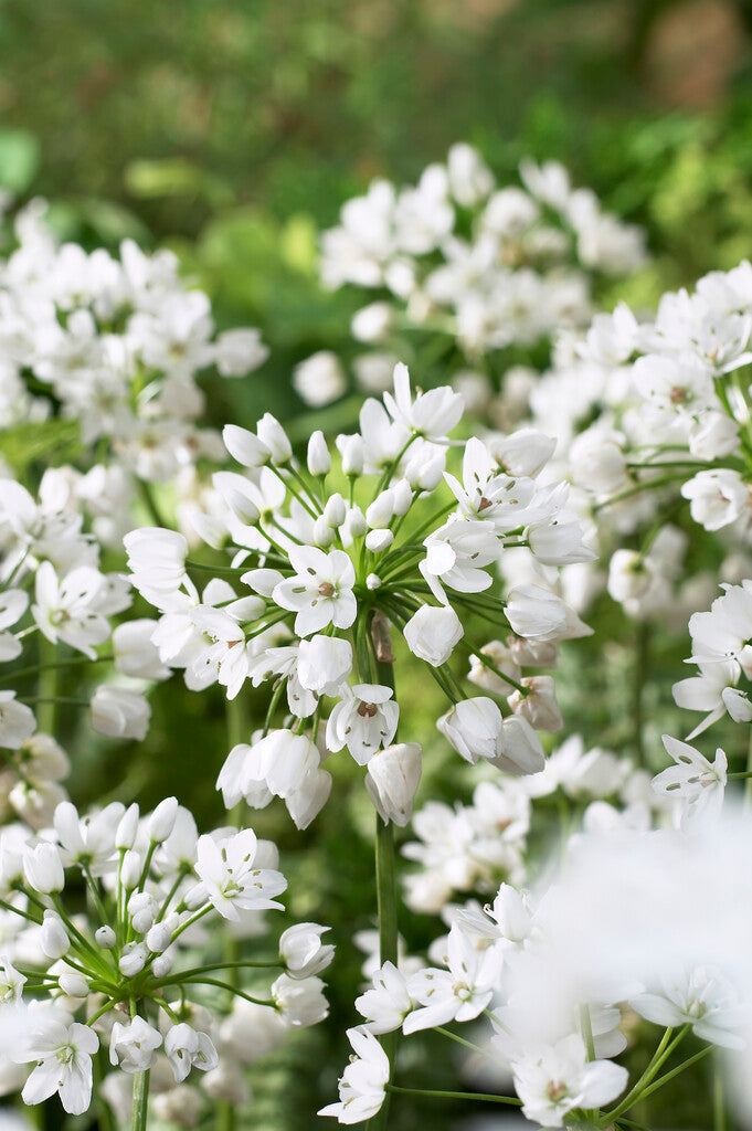 Allium Neapolitanum