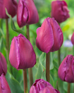 Tulipa Negrita