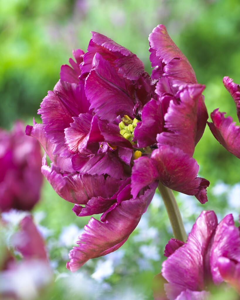 Tulipa Negrita Parrot