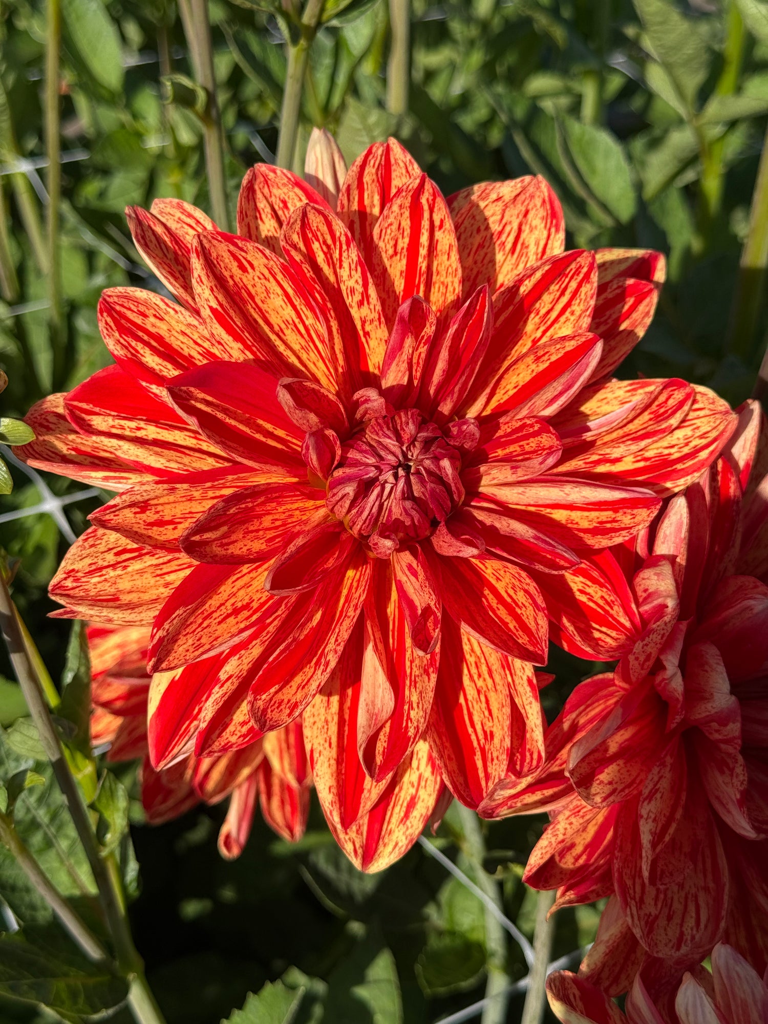 Dahlia Neo