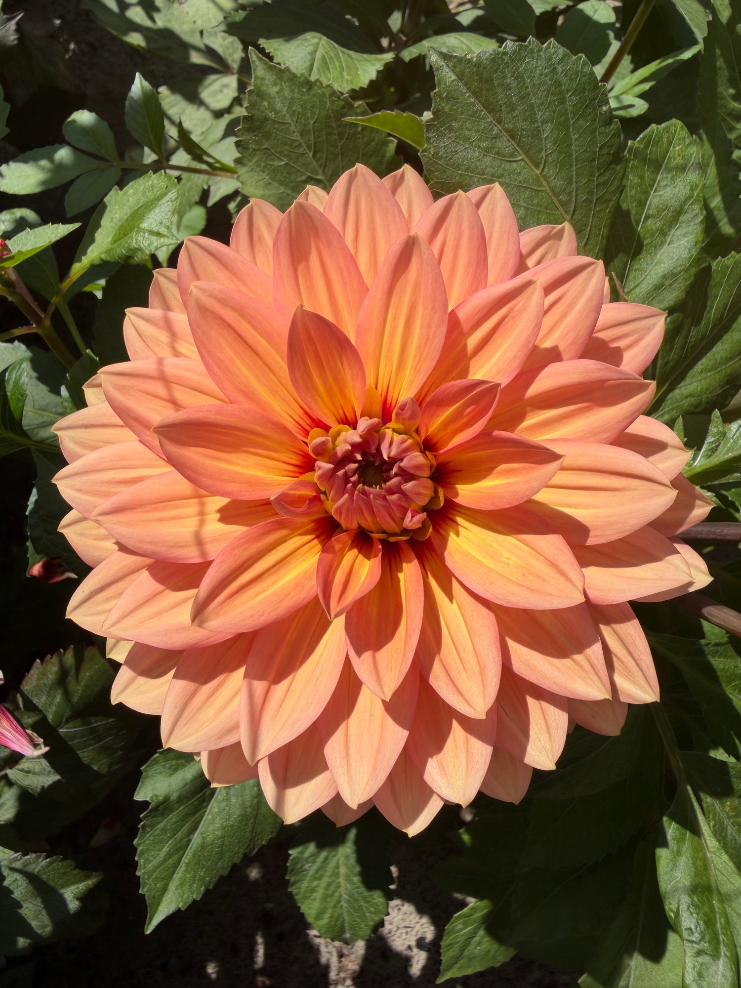 Dahlia Nicholas