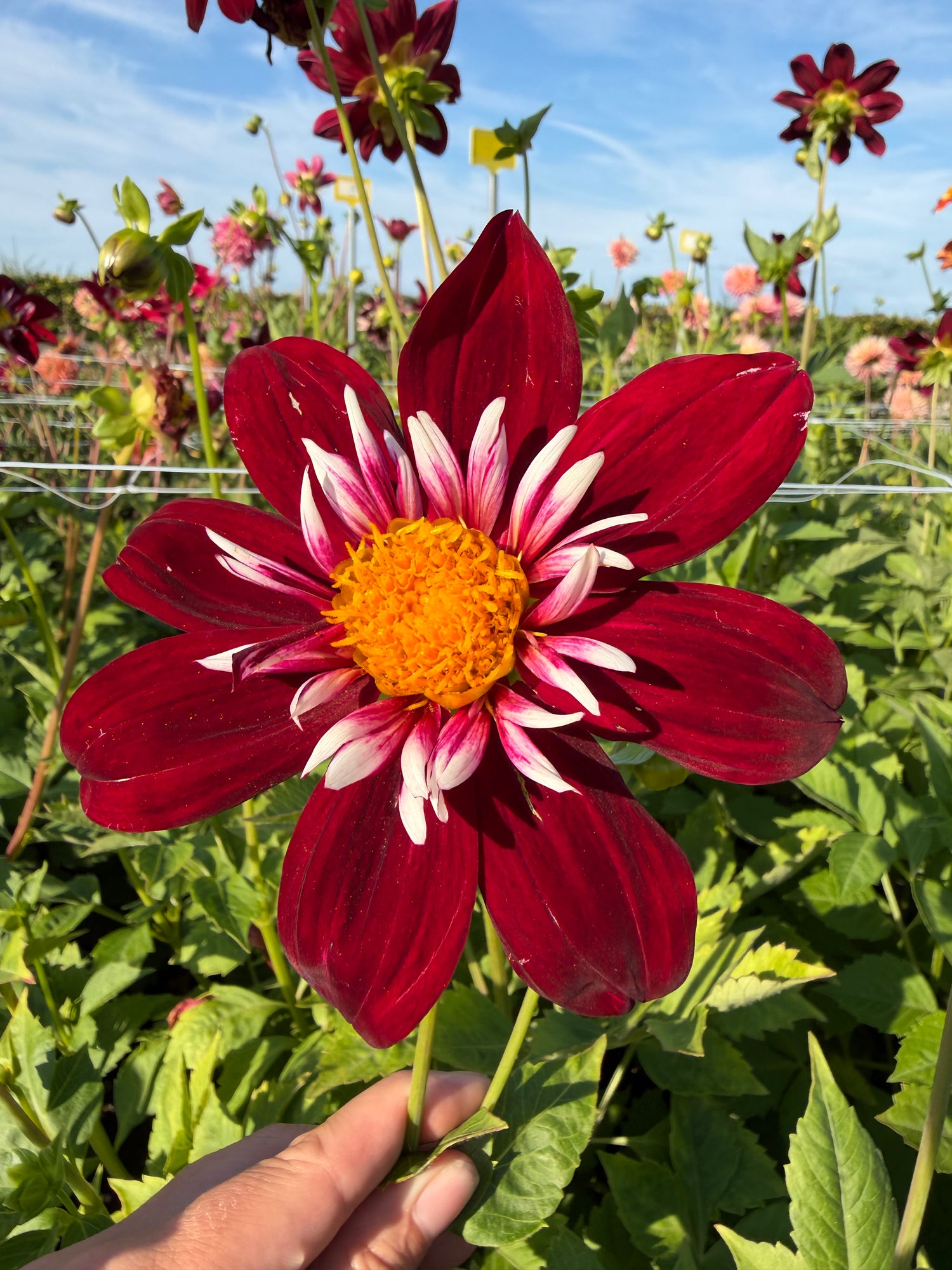 Dahlia Night Butterfly