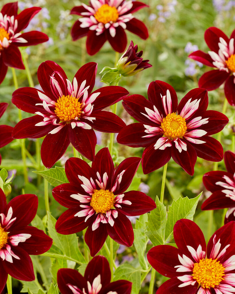 Dahlia Night Butterfly