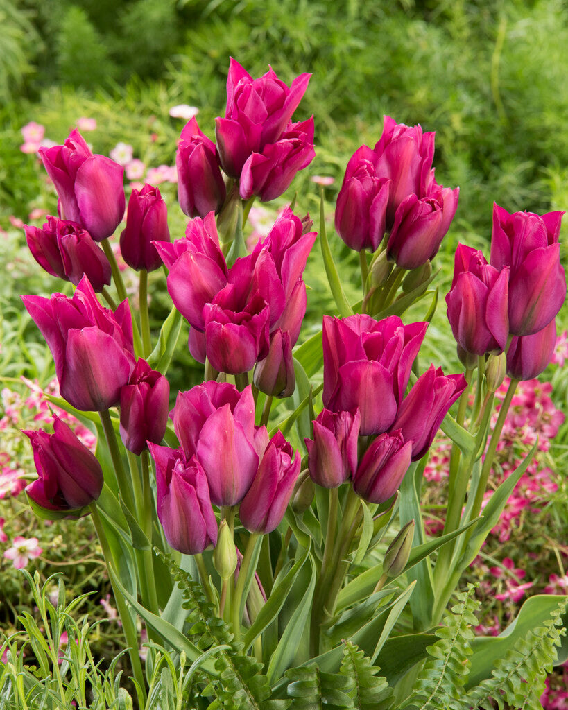 Tulipa Night Club