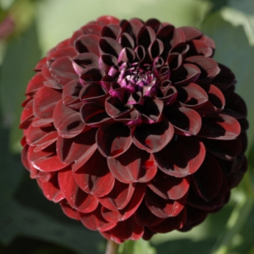 Dahlia Night Queen
