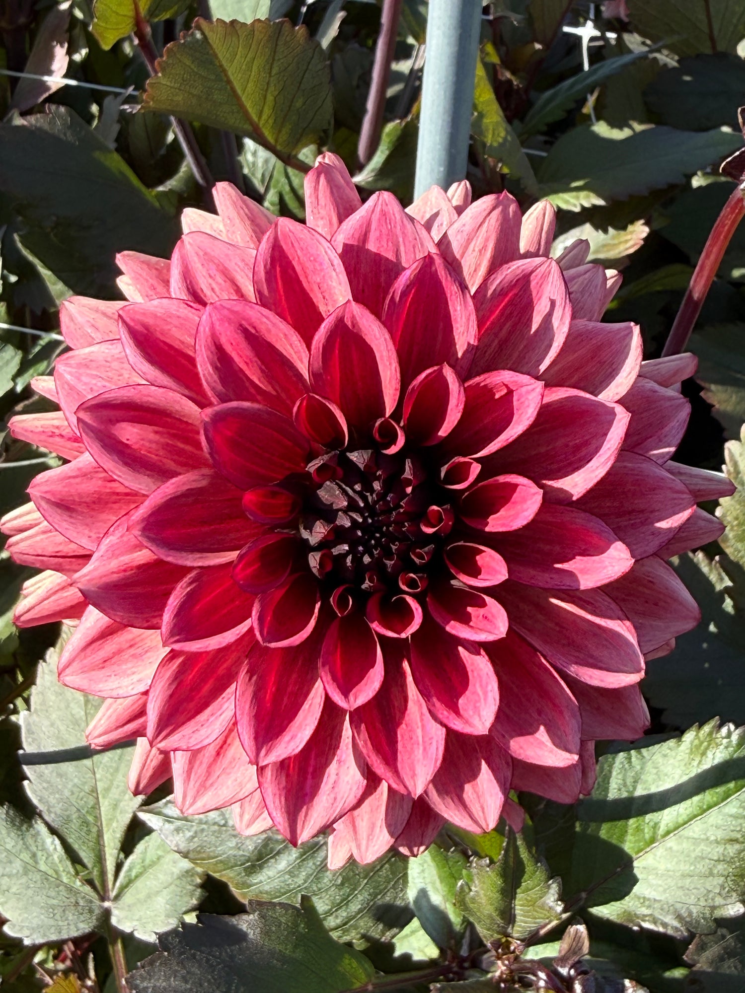 Dahlia Night Silence