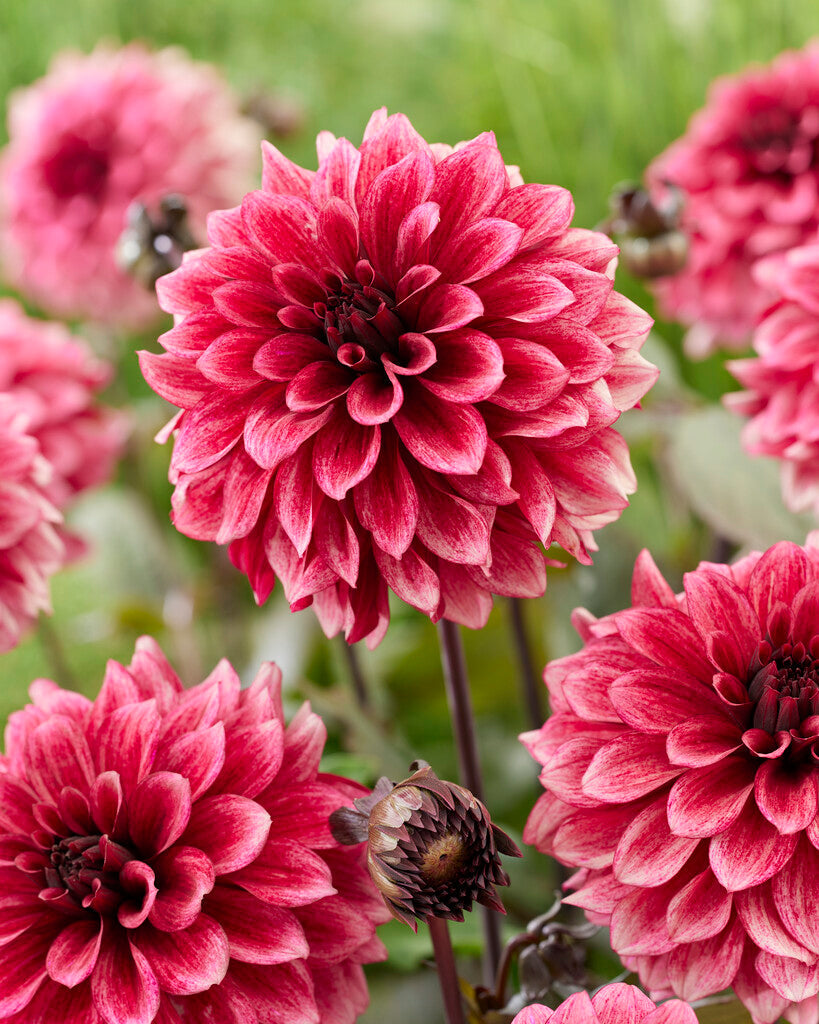Dahlia Night Silence