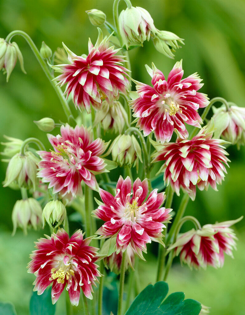 Aquilegia Nora Barlow