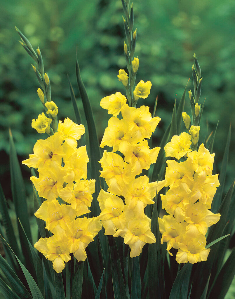 Gladiolus Nova Lux