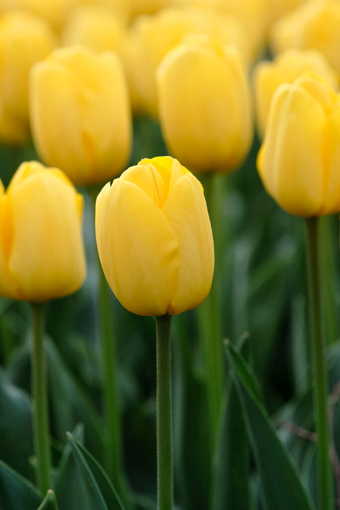 Tulipa Novi Sun