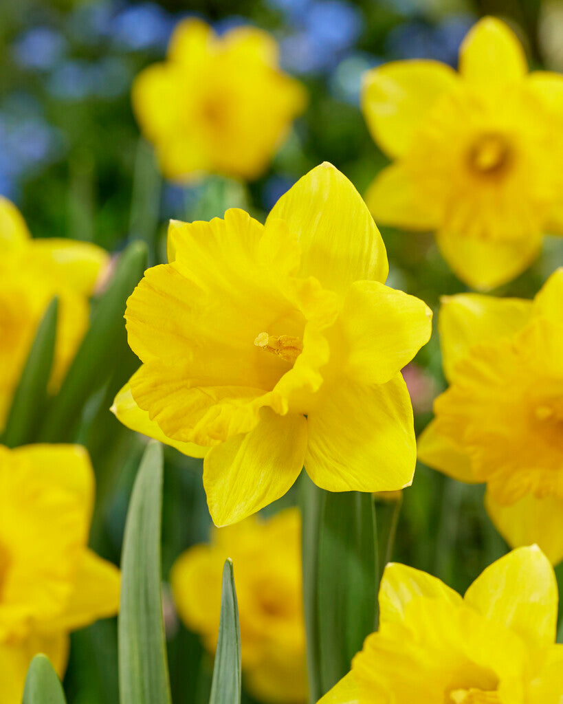 Narcissus Obvalaris