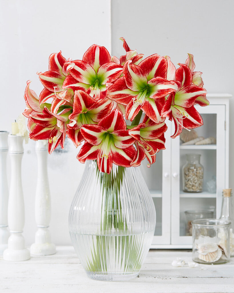 Amaryllis Ocean Drive