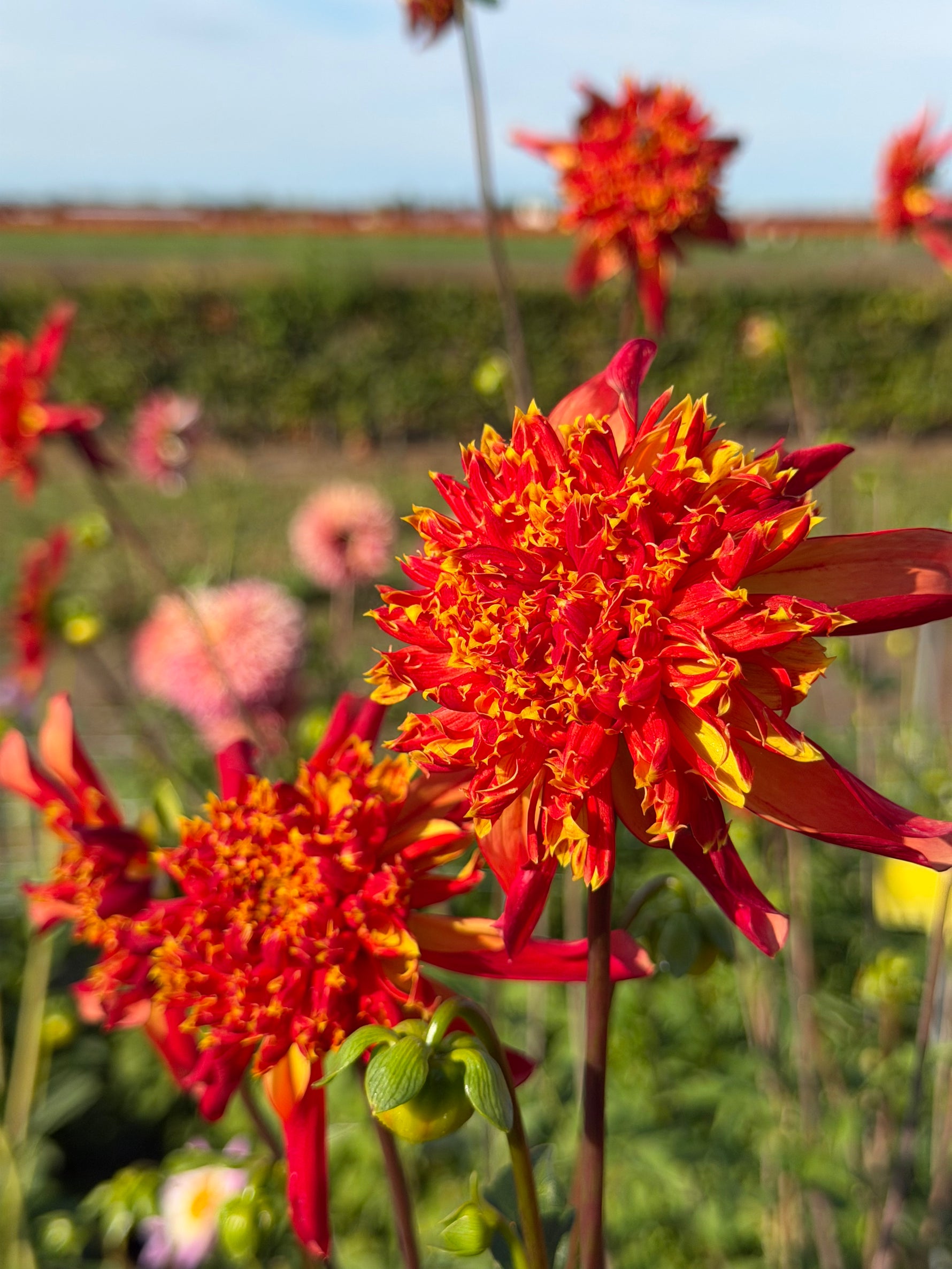 dahlia octopus sparkle