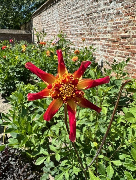 Dahlia Octopus Sparkle