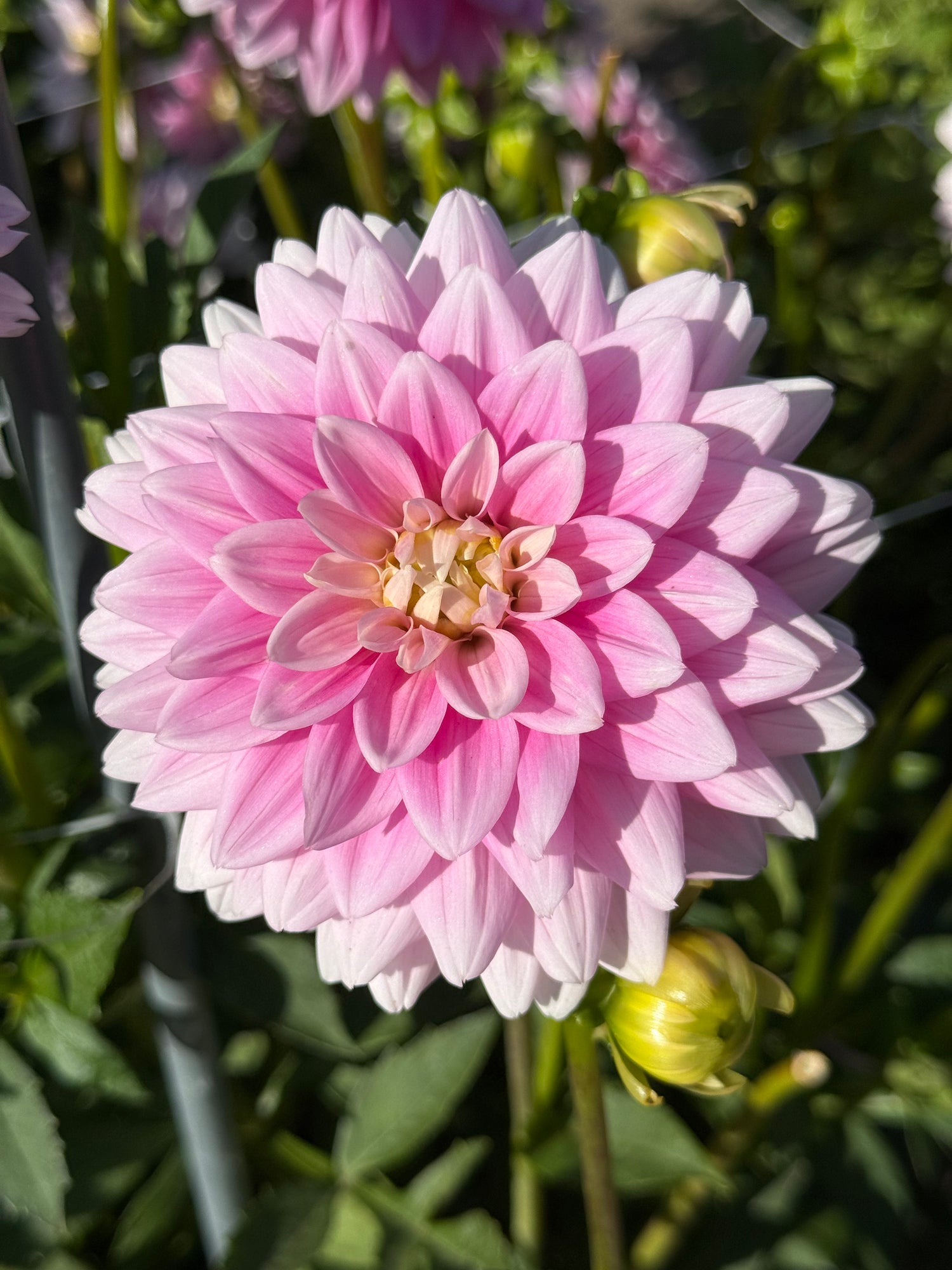 Dahlia Offshore Dream