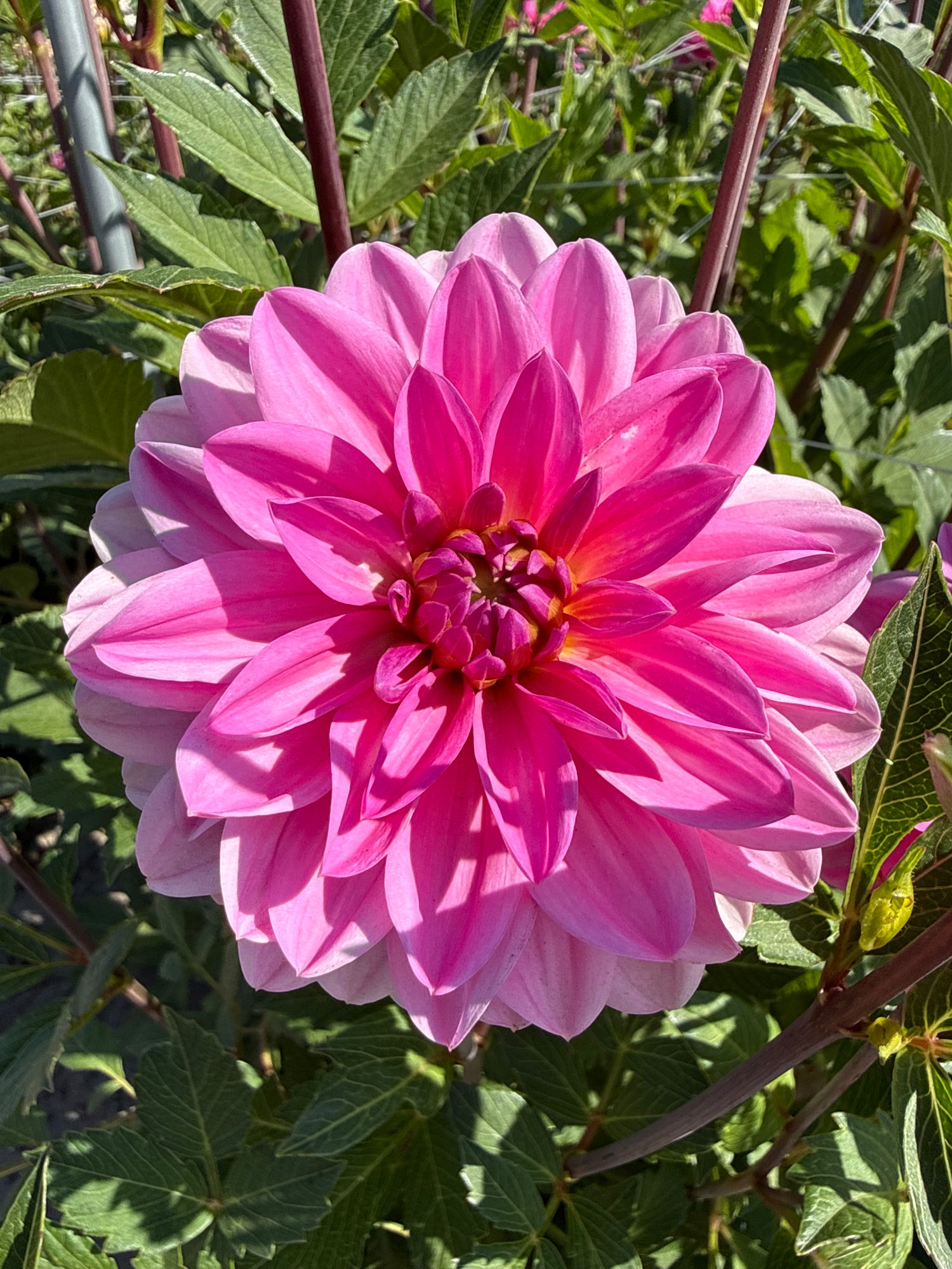 Dahlia Onesta