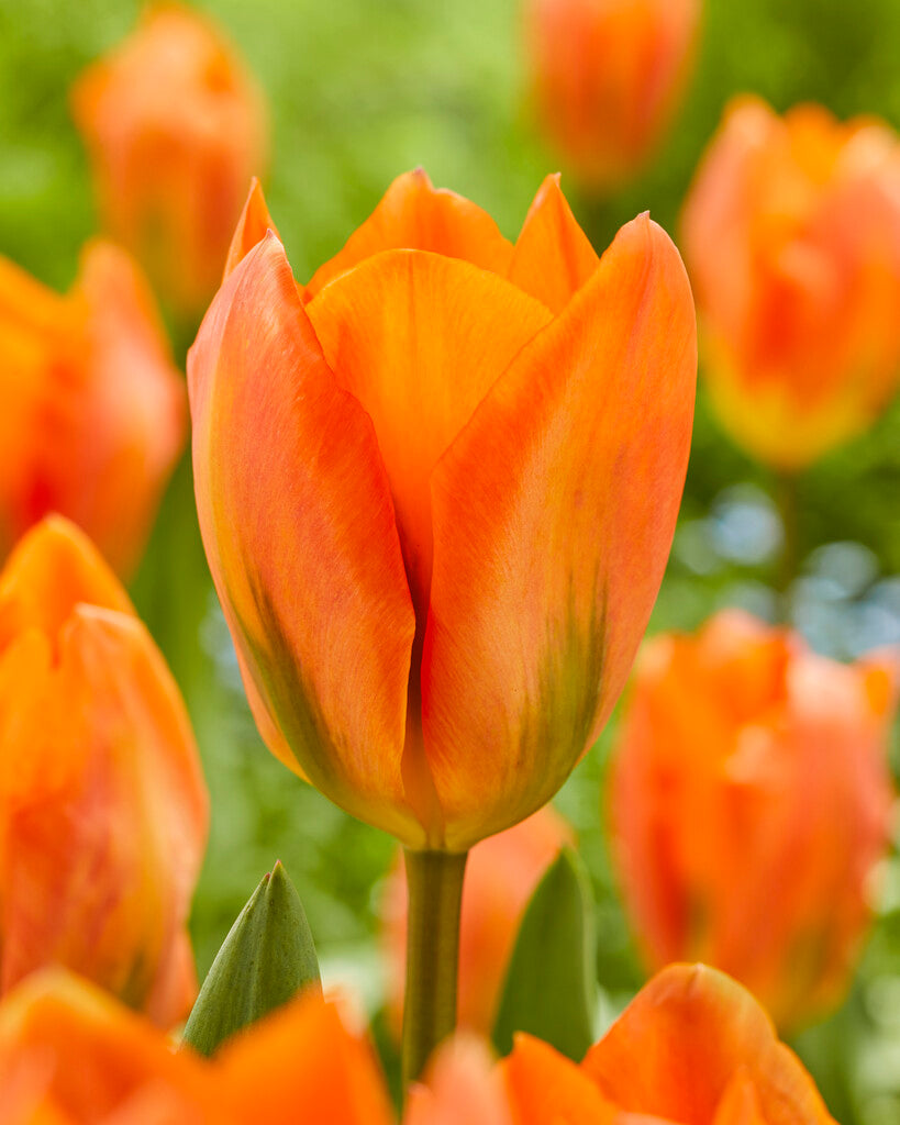 Tulipa Orange Emperor