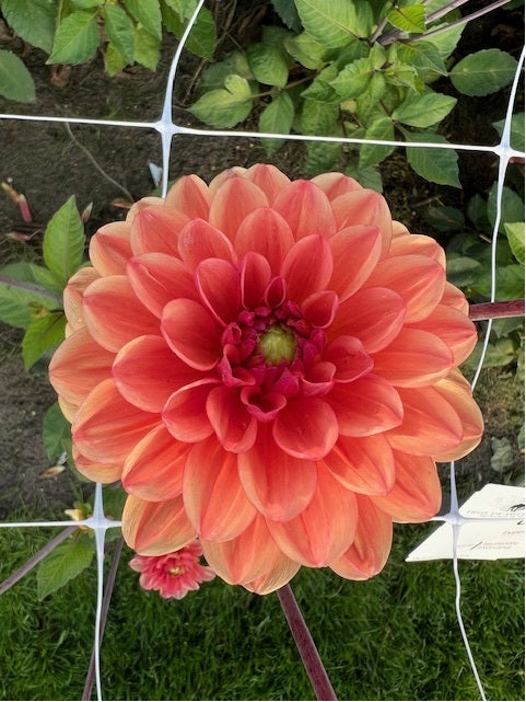 Dahlia Orange Girl