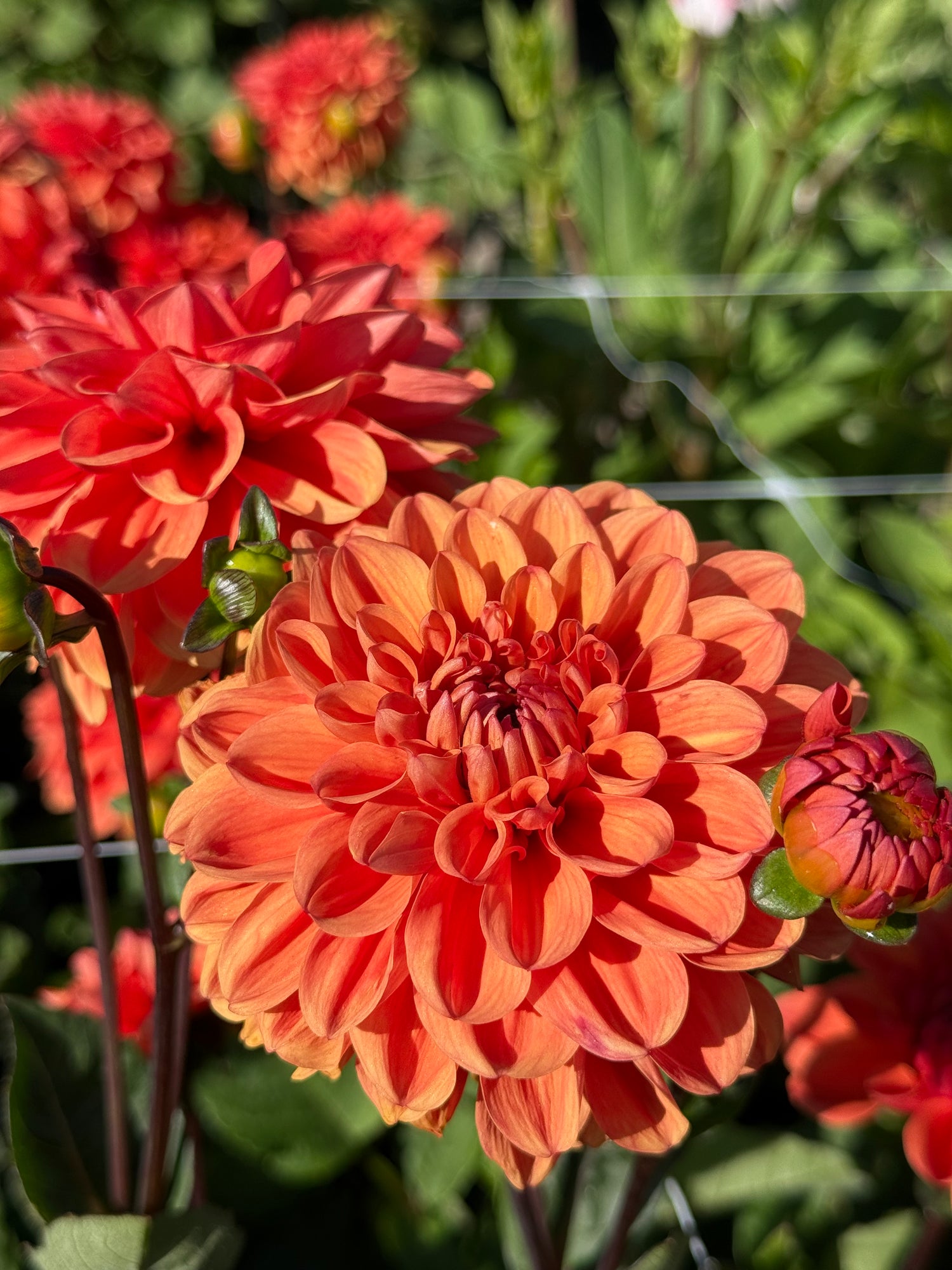 dahlia orange nugget
