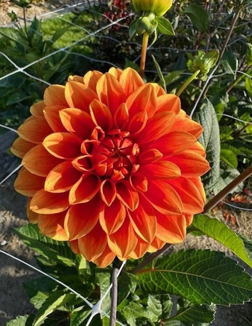 Dahlia Orange Nugget