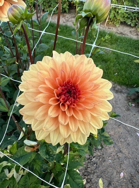 Dahlia Orange Perception