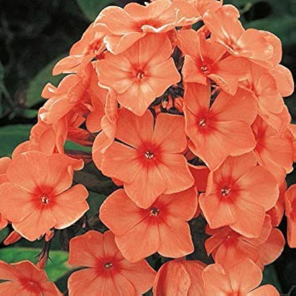 Phlox Paniculata Orange Perfection