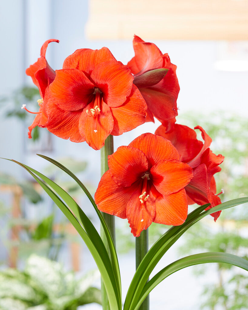 Amaryllis Orange Souvereign
