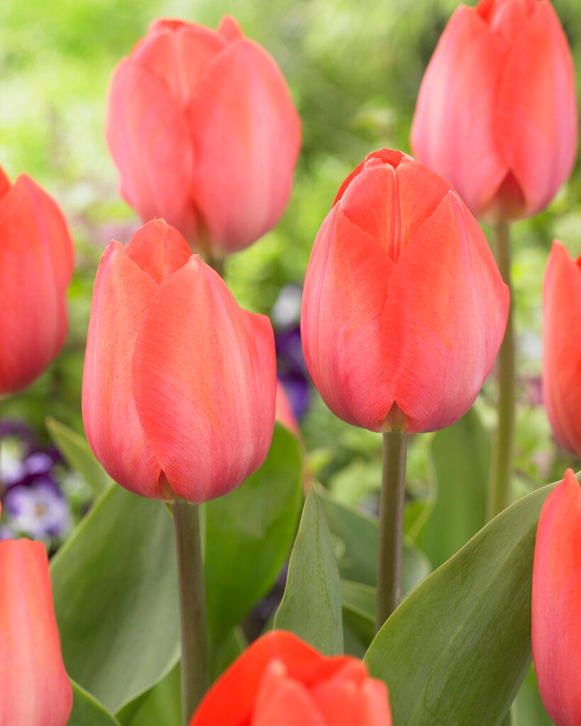 Tulipa Orange von Eijk