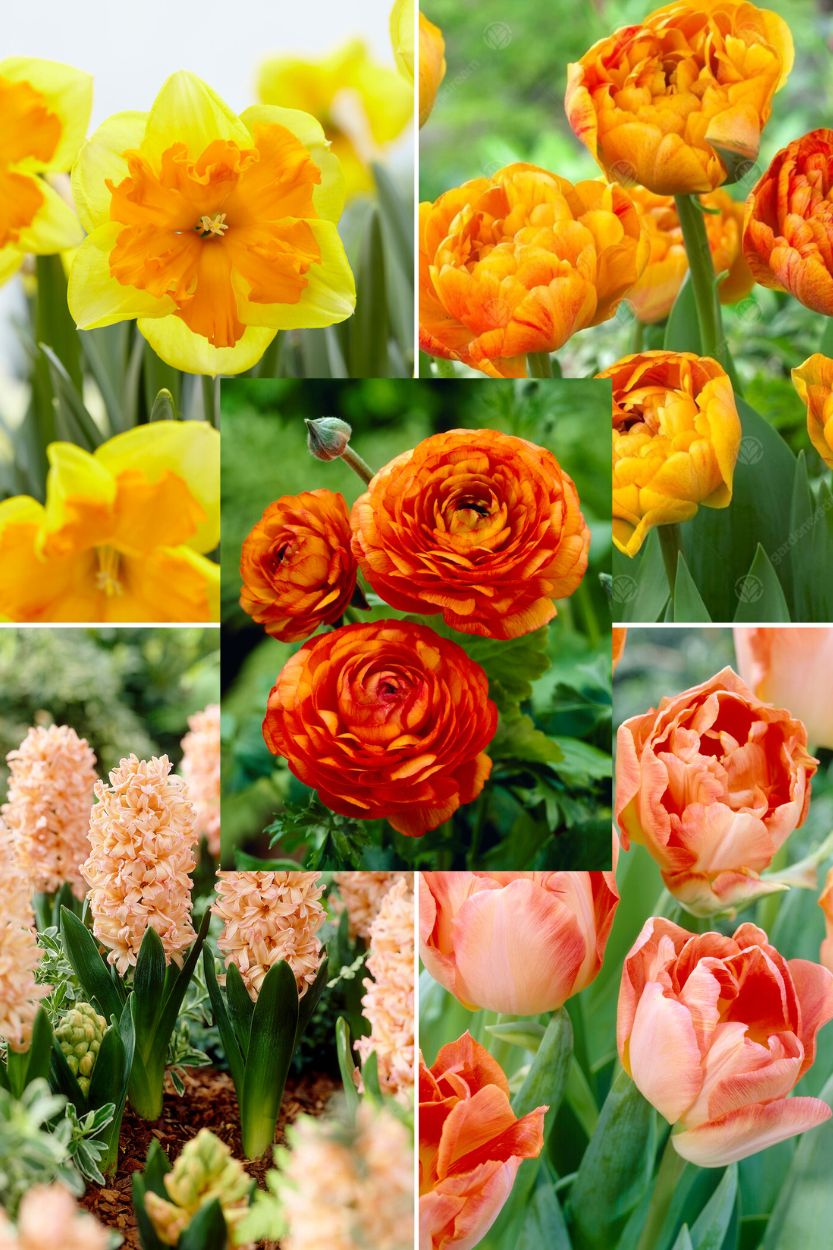 Orange Garden-Kollektion