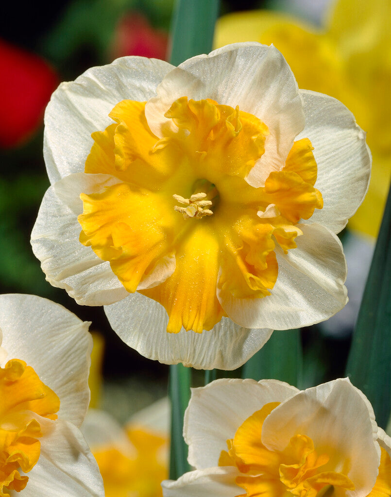 Narcissus Orangery