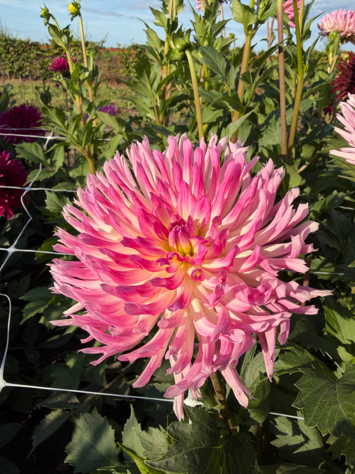 Dahlia Orchid Princess