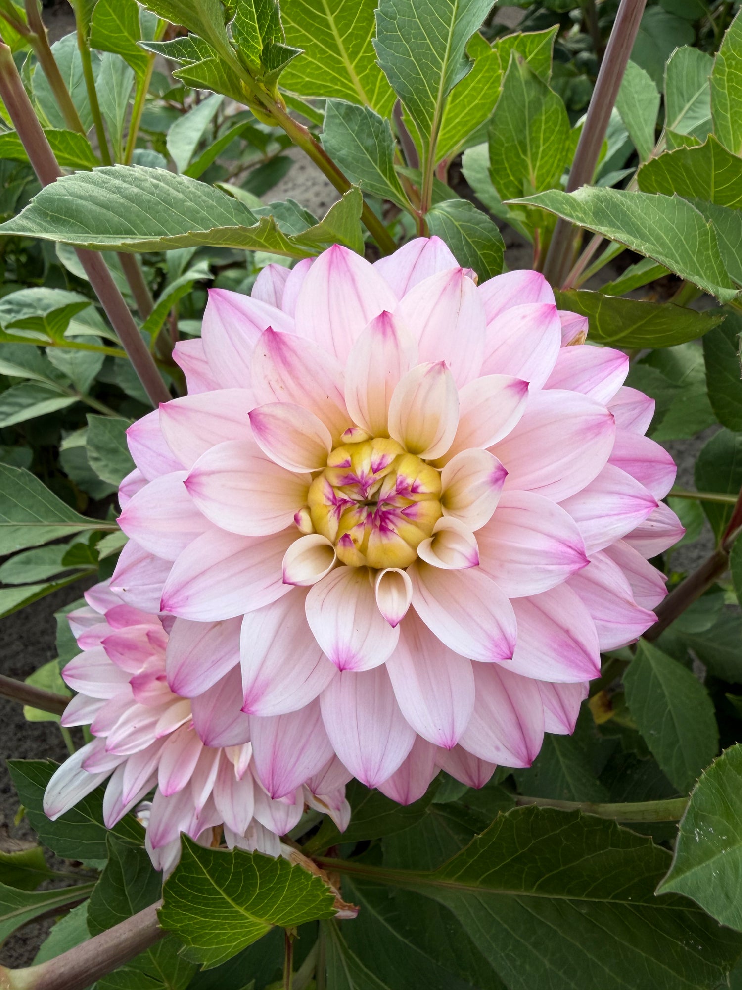 Dahlia Orion