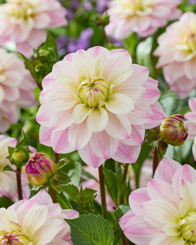 Dahlia Orion