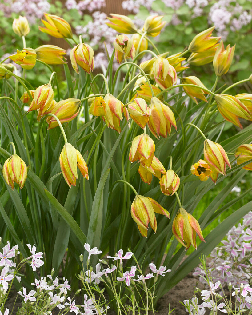 Tulipa Orphanidea Flava