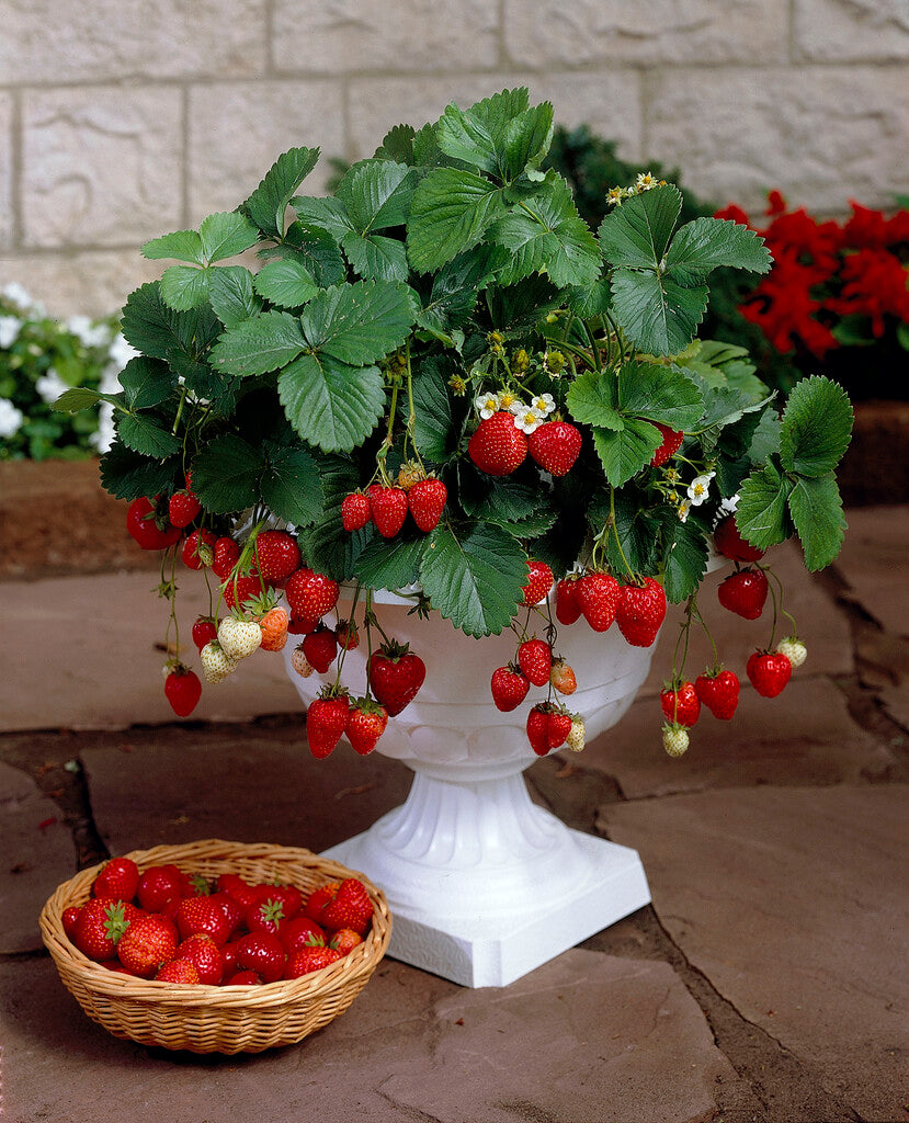 Aardbei ( Fragaria Ananassa Ostara )